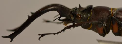 Réf. 249 486 : Lucanus sp.